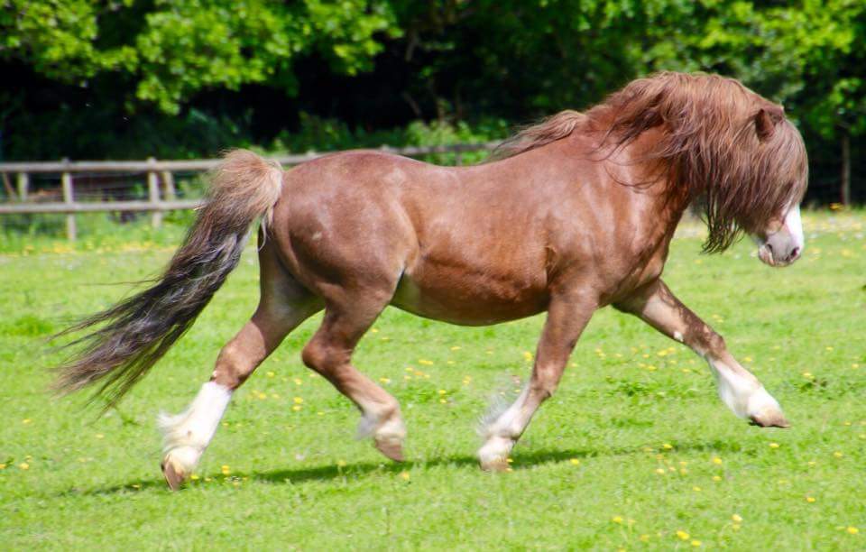 Springbourne Elmer